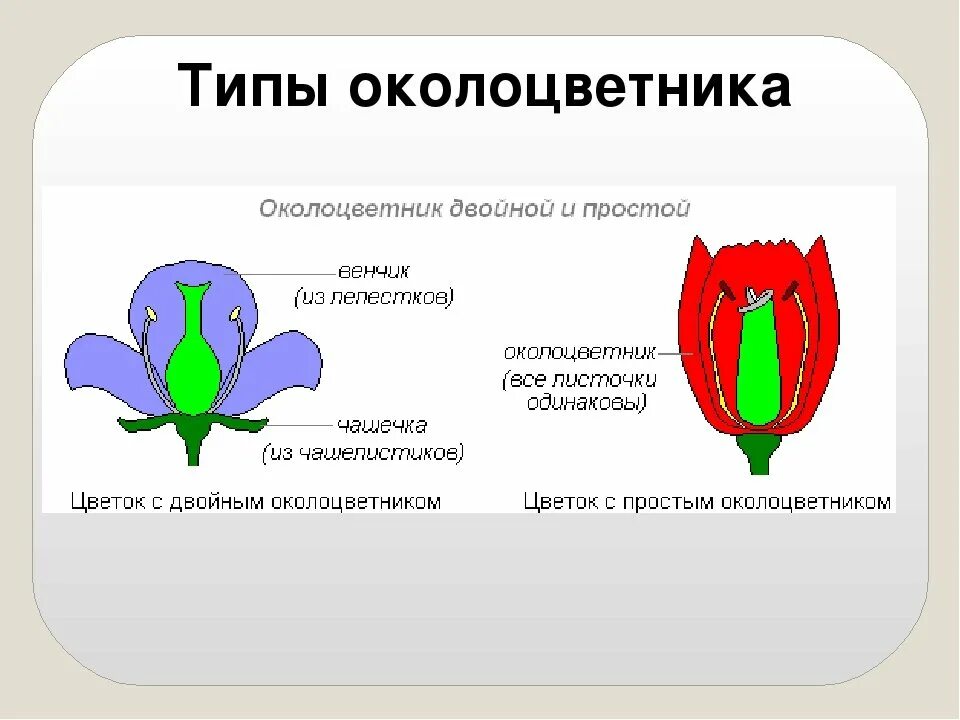 Какой околоцветник изображен на рисунке. Типы околоцветника простой двойной. Типы околоцветника схема. Околоцветник простой и двойной схема. Строение цветков с двойным и простым околоцветником.