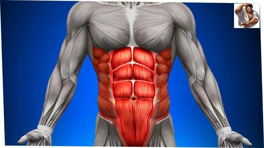 Мышцы кора. Кор что это такое. Мышцы кора анатомия человека. Мышцы стабилизаторы. Мышцы кора послойно.