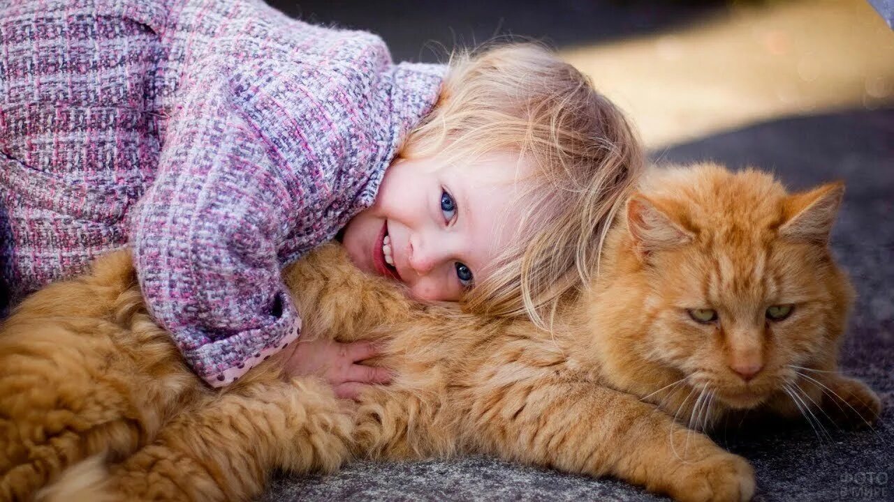 Породы кошек которые любят детей. Кошка для детей. коты и дети. ребенок обнимает кошку. котёнок-ребёнок.