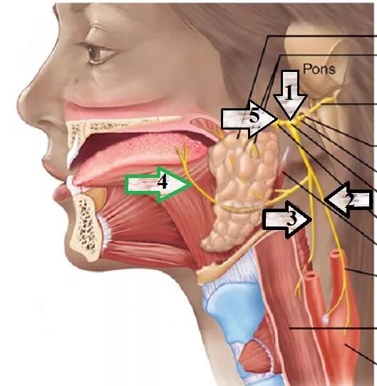 Неврит языкоглоточного нерва. Языкоглоточный невралгия. Языкоглоточный нерв анатомия схема. 9 Пара языкоглоточный нерв. Поражение подъязычного нерва