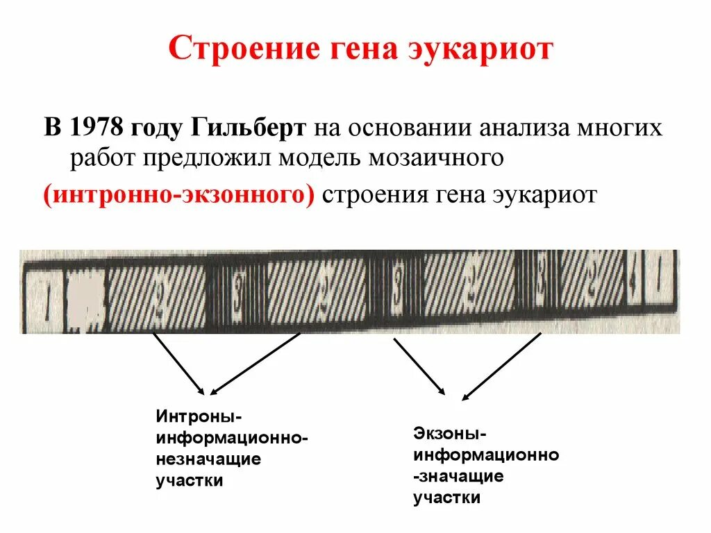 Участки структурного гена. Структура Гена эукариот. Мозаичная структура Гена эукариот. Строение Шена эукар от. Строение структурного Гена.