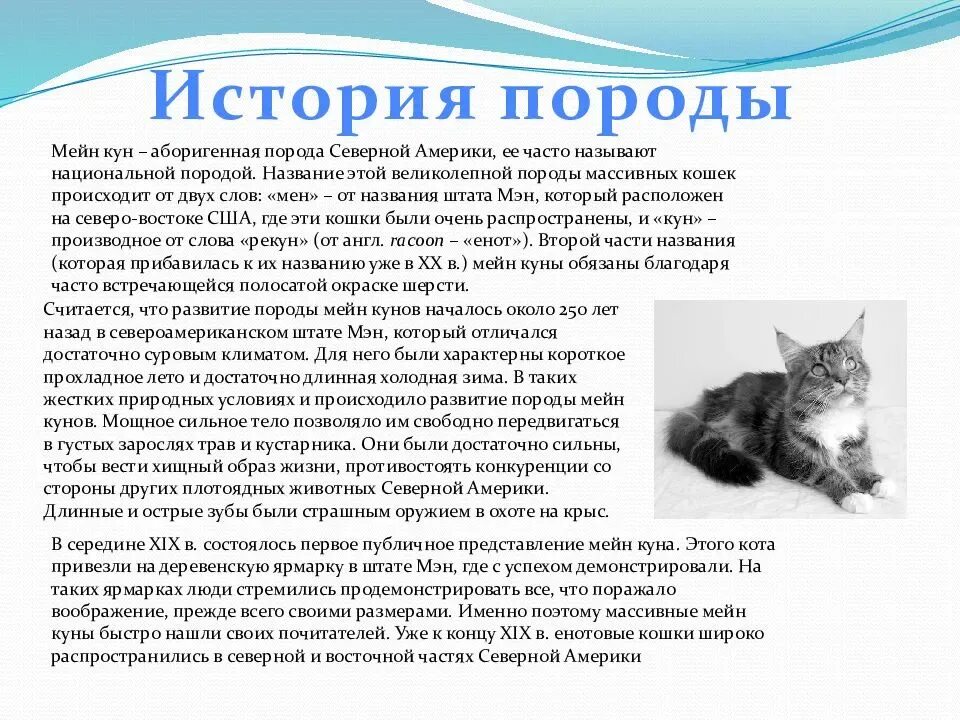 Кличка кота мейн. Рассказ о породе кошек Мейн кун. Порода кошек Мейн кун доклад. Мейн кун история происхождения. Рассказ для детей о породе кошек Мейн-кун.