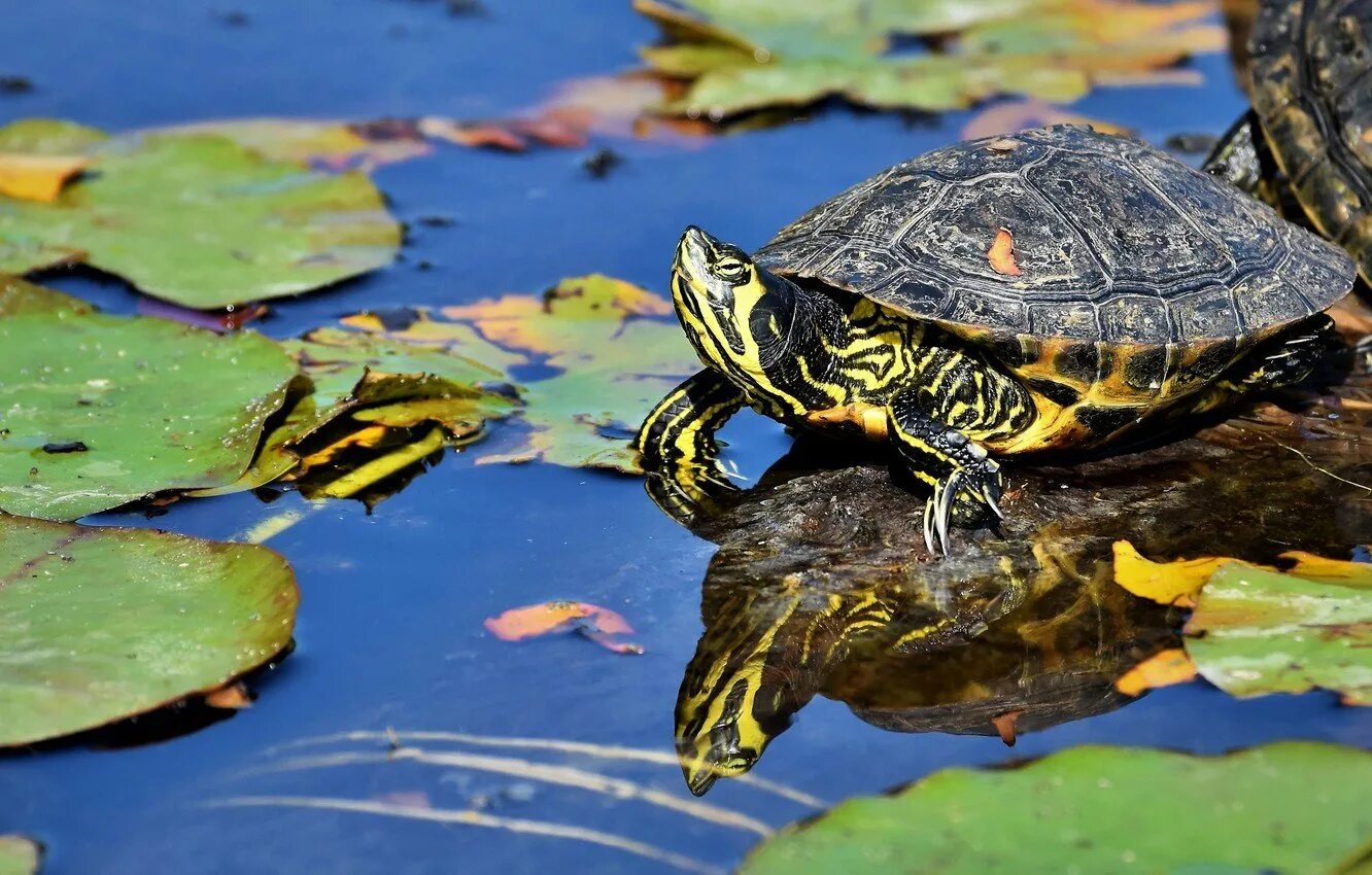 Черепахи весной. Красноухая водоплавающая черепаха. Черепаха водная красноухая. Красноухая Болотная черепаха. Прудовая черепаха красноухая.