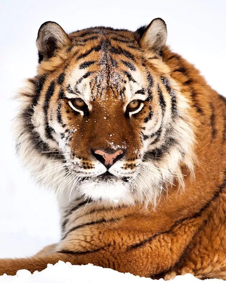 Рысь и тигр. Амурский тигр. Кавказский тигр. Молодой тигр.
