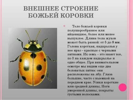 Какой тип питания характерен для божьей коровки