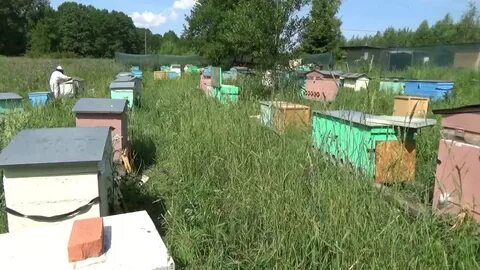 Пчелы владимирская область