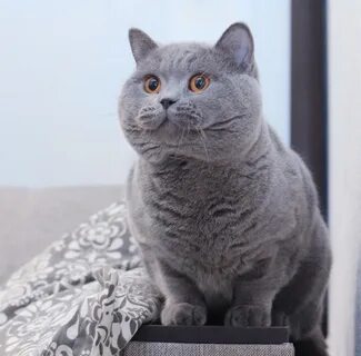Зовут сер