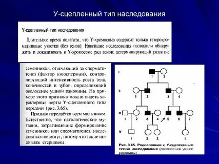 Что такое наследование сцепленное с полом