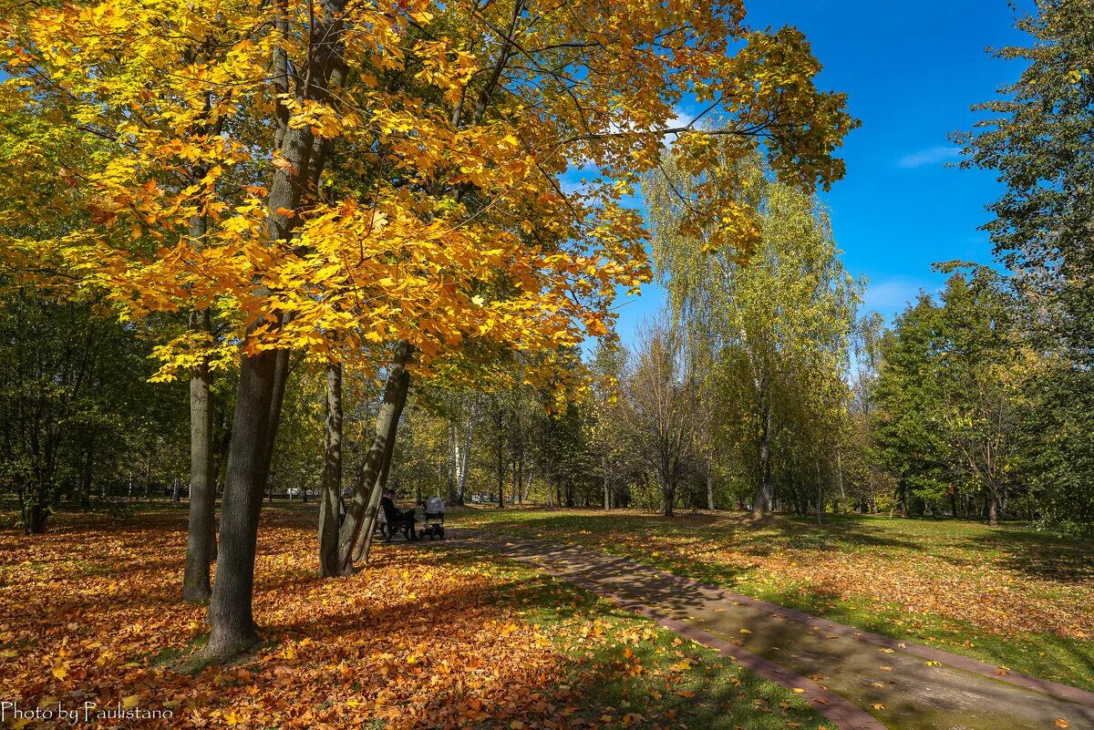 Октябрь. Царицыно осень 2020. Осенние клены в Москве. Клён в парке Москве. Парк Царицыно осень 2021.