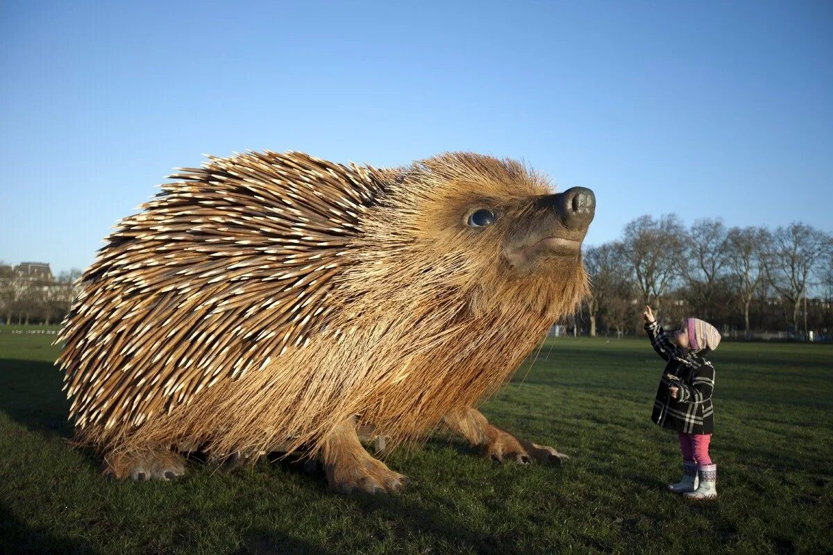 Самый крупный еж. Ежик в парке london’s clapham common. гигантский еж. самый большой ежик. самый большой ёж в мире.
