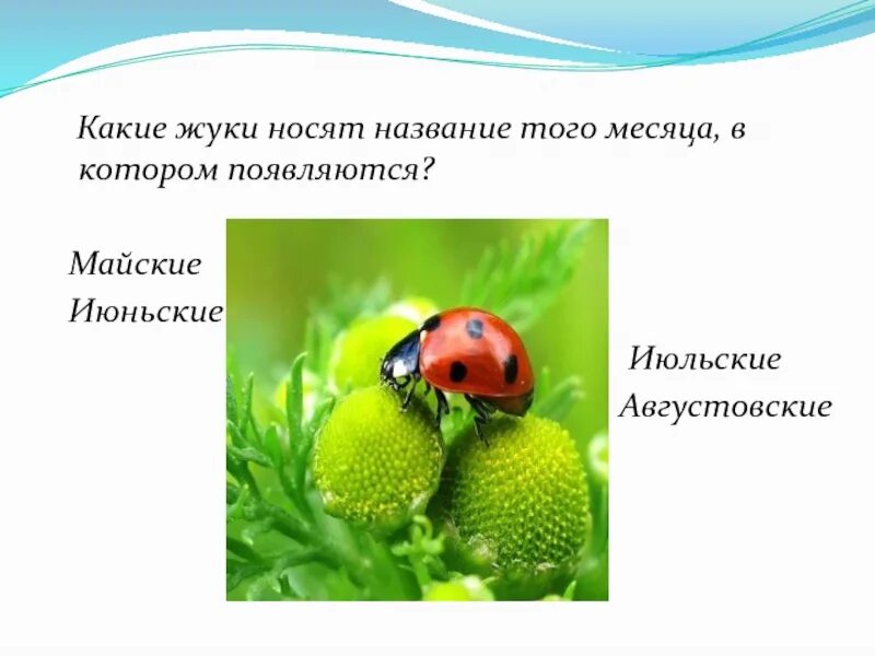 Эта среда носит название. Какие жуки носят название того месяца в котором появляются. Окр мир жуки. Какой Жук носит название месяца. Названия викторин по окр.миру.