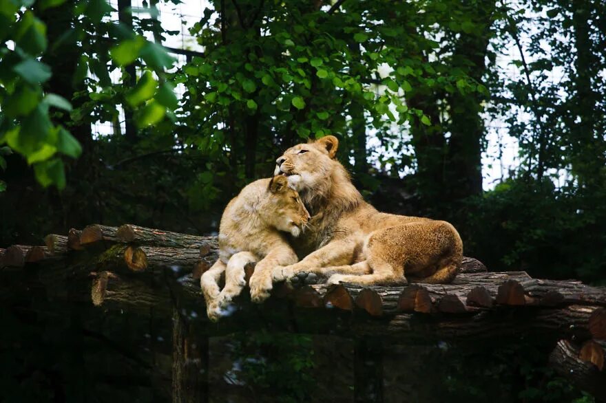 Страстное животное. Животные любовь. Мир животных. Животные парочки. Влюбленные львы.