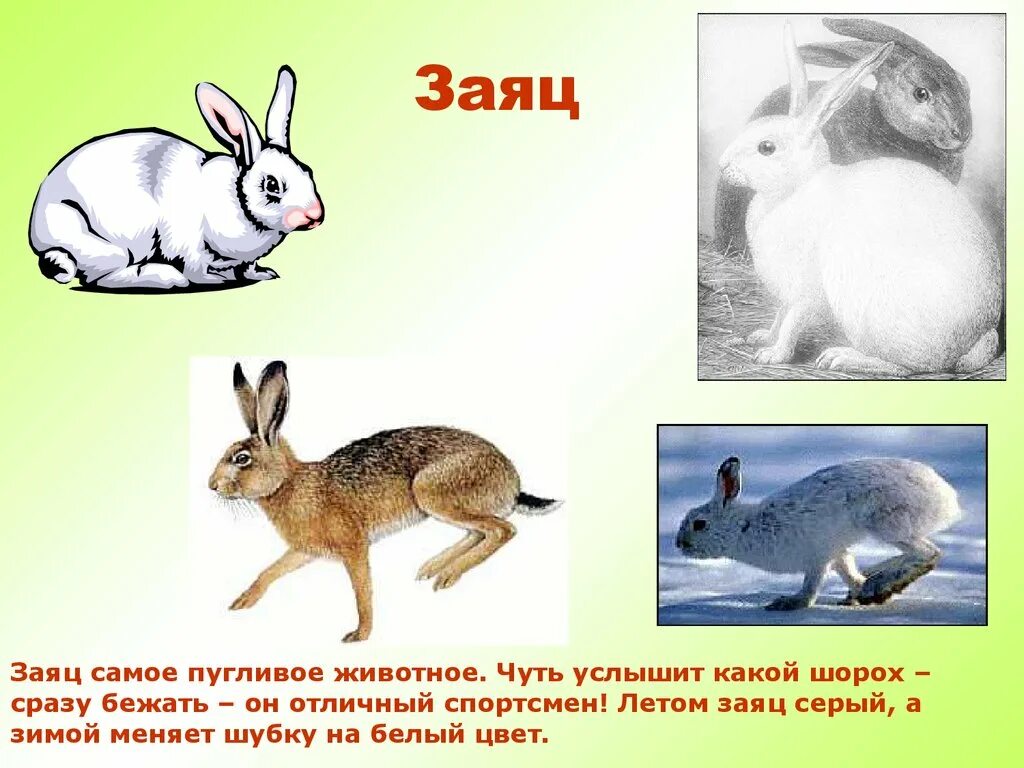 заяц для презентации. много зайчиков. дикие животные картинки с описанием. картина зайцы развитие речи. заяц краткое описание.