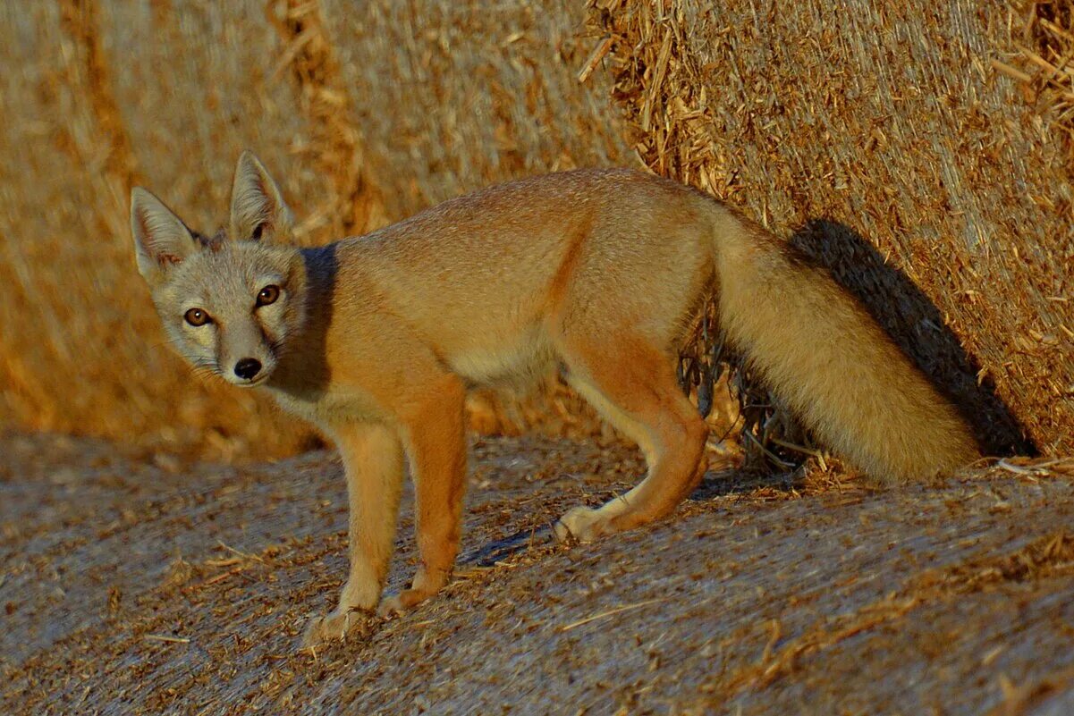 степная лиса корсак. лиса корсак. лиса корсак. лисичка корсак. степной лис корсак.
