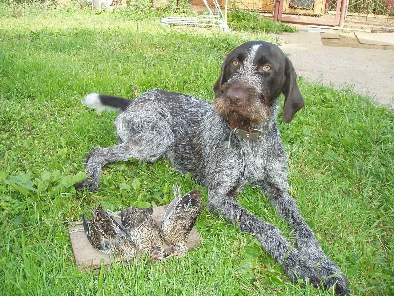 Курцхаар пегий. Нечистокровные курцхаары. Охотничья собака дратхаар и курцхаар. Дратхаар. Дратхаар.