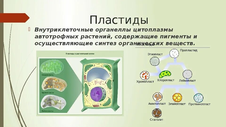 Содержит хлорофилл являются автотрофами. Автотрофное питание клетки органоид. Пластиды органоиды растительных клеток. Пластиды в клетках растений 5 класс биология. Функции пластиды клетки 5 класс биология.