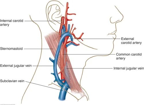 Венозный отток затруднен в системе каротид. Internal access