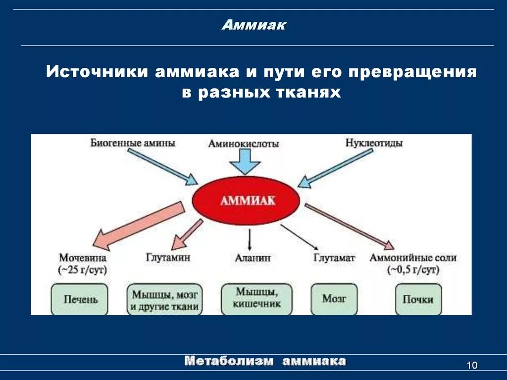 Источники образования аммиака в организме. Пути использования аммиака биохимия. Основные источники аммиака в организме биохимия.