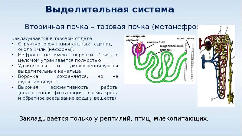 Выделительная система позвоночных животных. Филогенез выделительной системы у плоских червей. Эволюция выделительной системы у животных. Филогенез выделительной системы. Органы выделения беспозвоночных