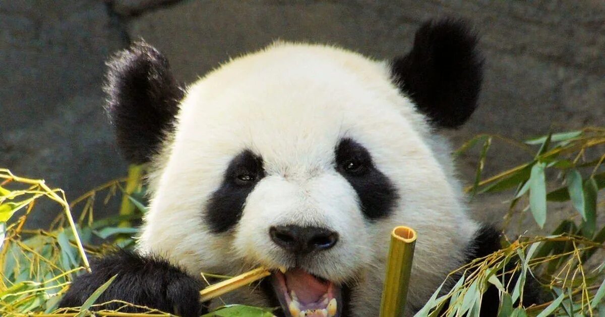 Большая панда что едят. Панда питается. Панда на бамбуке. Панда питается бамбуком. Панда в Австралии.