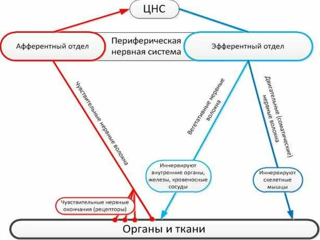Воздействие на периферическую нервную систему. Афферентная и эфферентная иннервация. схема средства влияющие на афферентную нервную систему. аферерентная и эференетнпя инервация. эфферентный отдел нервной системы.