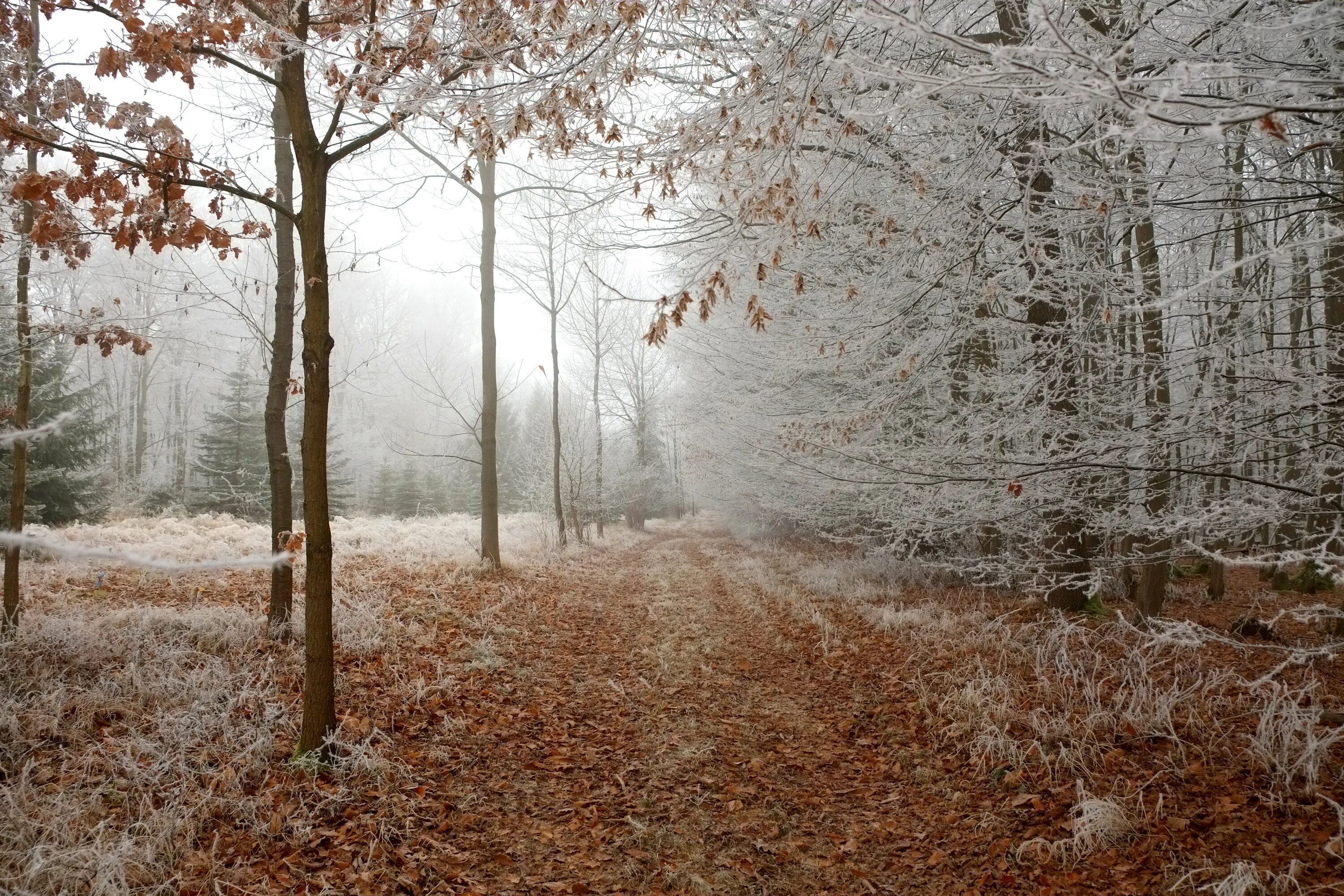 Cold november. Холодная осень. Поздняя осень в лесу. Ноябрь природа. Осень ноябрь.