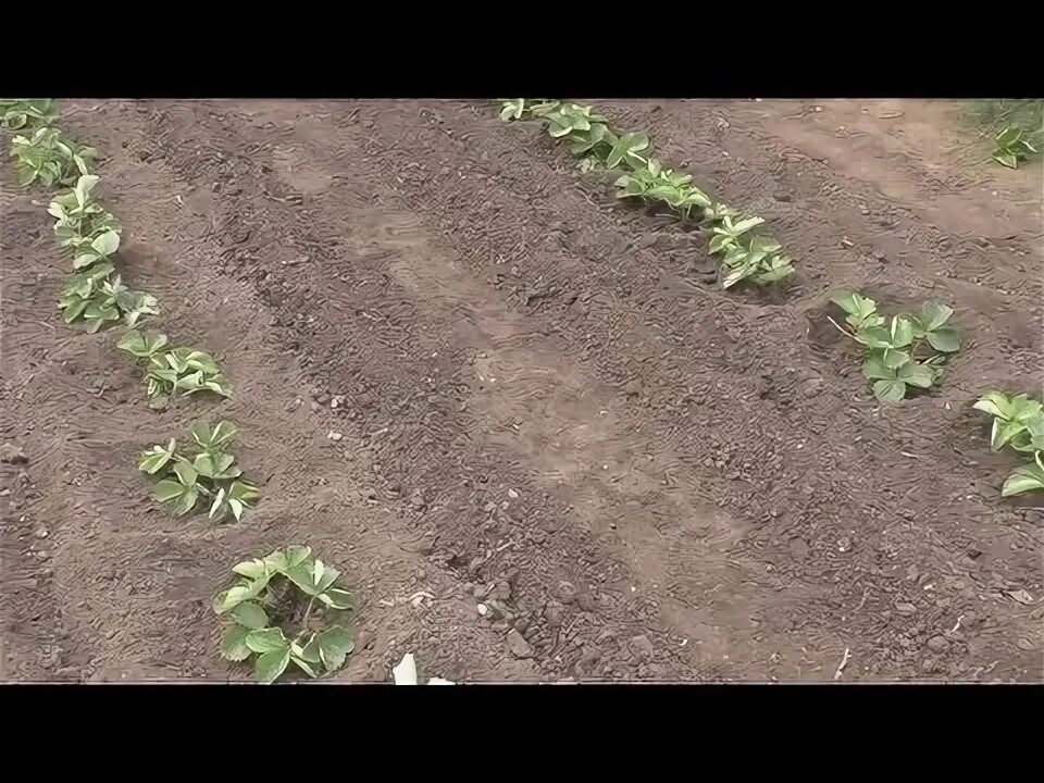Как правильно посадить клубнику в зиму. Когда высаживать усы клубники. как правильно сажать клубнику осенью. сколько устиков садят в лунку клубнику.