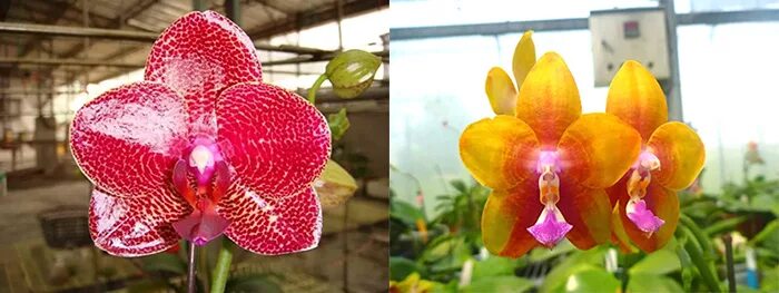 Cold san. Ma43 p. Mituo Sun 'Mituo #1' x p. LD'S Bear King 'YK-10'. Phal. (Mituo King x Black Eagle) 'Lava' mcl152. Phal. Mituo Sun х Phal. LD'S Bear King YK-14. P. Mituo LD’S Bear King x Mituo Sun.