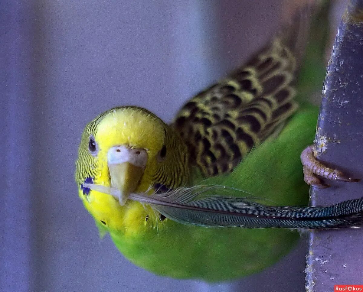 Коричневый волнистый попугай. Лиловый волнистый попугай. Волнистый попугай расцветки стандартные. Пинто волнистый попугай. Волнистый попугай.