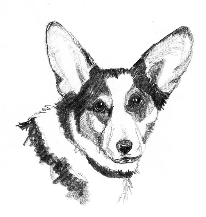 Собака рисунок. Нарисовать собаку. Морда собаки Графика. Графический рисунок собаки. Рисунок собаки графика