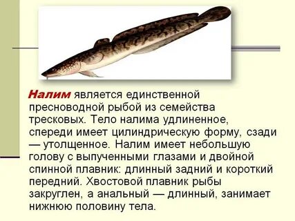 Хищная пресноводная рыба семейства тресковых