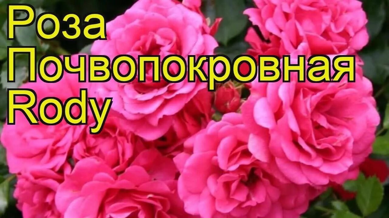 Почвопокровная хеллоу