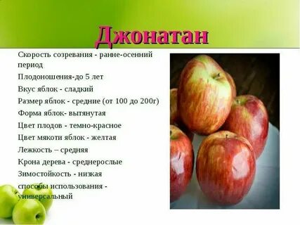 Форма яблони