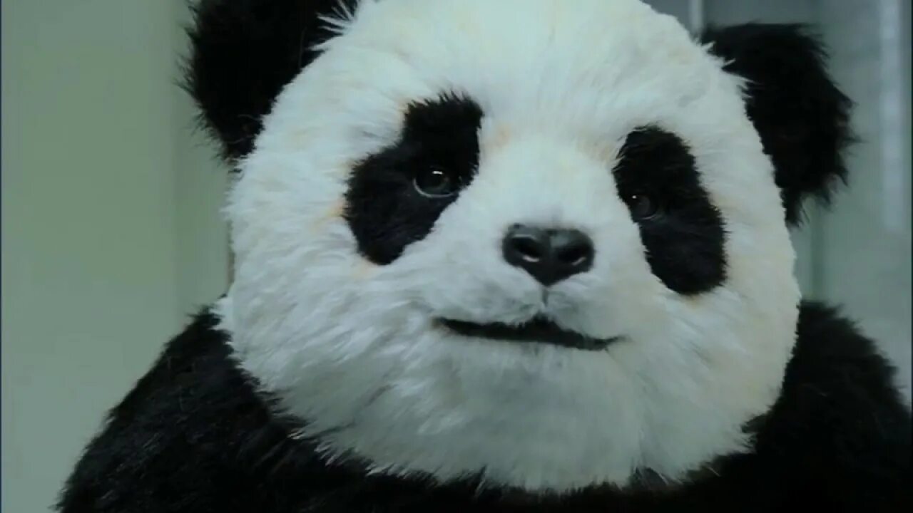 It is a panda. Панда мем. злая панда гифка. панда миранда. never say no to panda.