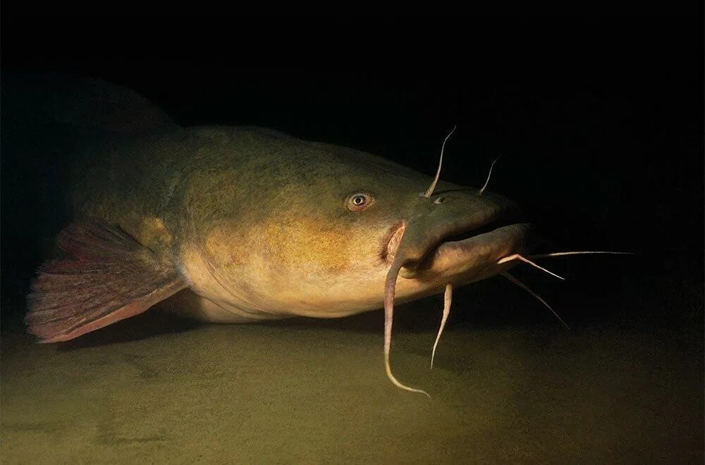 Как выглядит рыба сом. Catfish рыба. сомы кэтфиш. сом с усами. сомообразные рыбы.