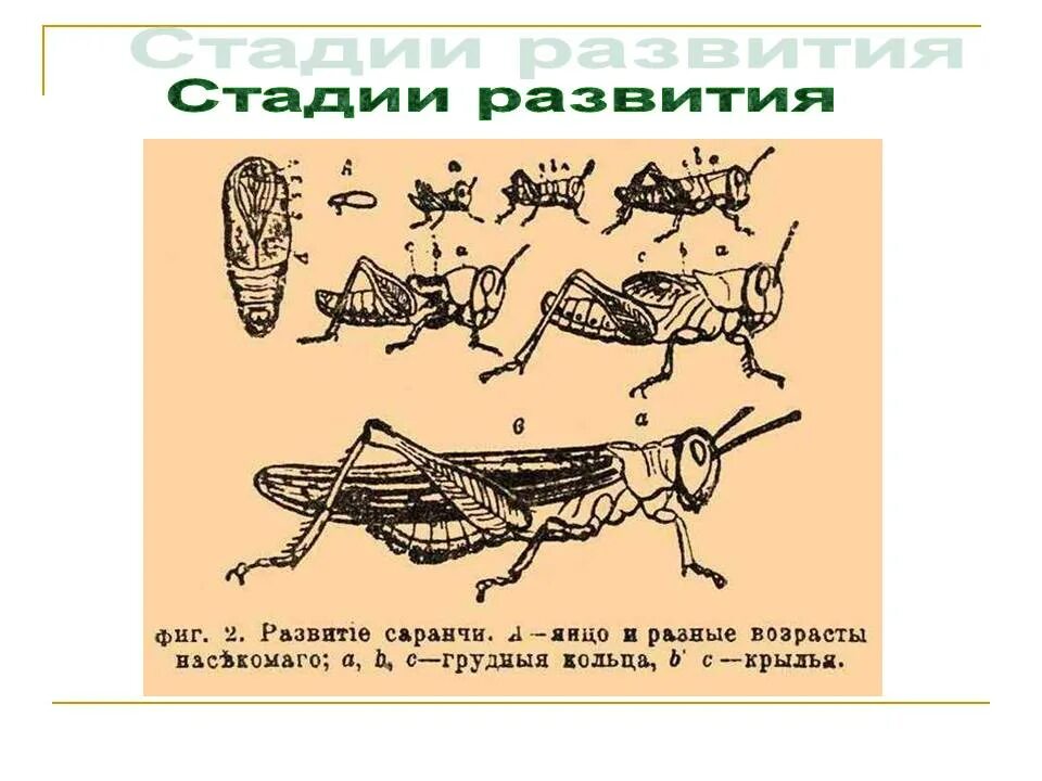 Какое развитие у азиатской саранчи. Стадии развития азиатская Саранча. Развитие саранчи. Цикл развития саранчи схема. Строение саранчи.