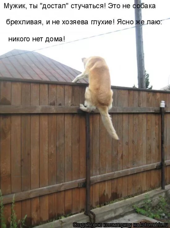 Ничего там не вижу. Кот на заборе. Смешной забор. Собака на заборе. Смешные коты с надписями на даче.