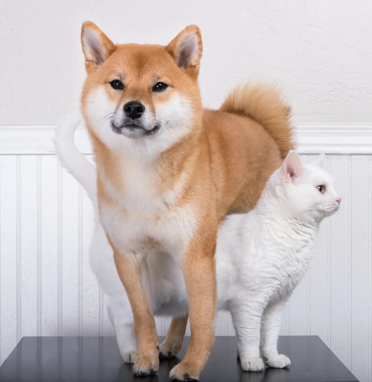 Японская лайка Акита ину. Сиба-ину породы собак. Шиба сиба ину порода собак. Мини Акита сиба.