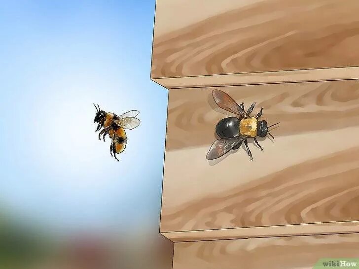 Насекомые пчела и улей. Древесная пчела. Дом пчел. Пчела из дерева.