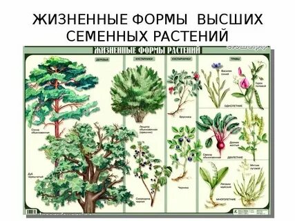 Какой формы трава