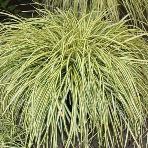 Зеленые растения осока цепь. Осока охименская carex. осока охименская evergold. осока птиценожковая вариегата. осока максиголд.