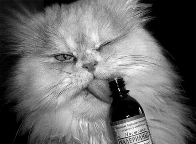 Валерьянка фото. Кот и валерьянка. Коты и кошачья мята. Кот и валерьянка. Кот и кошачья мята.