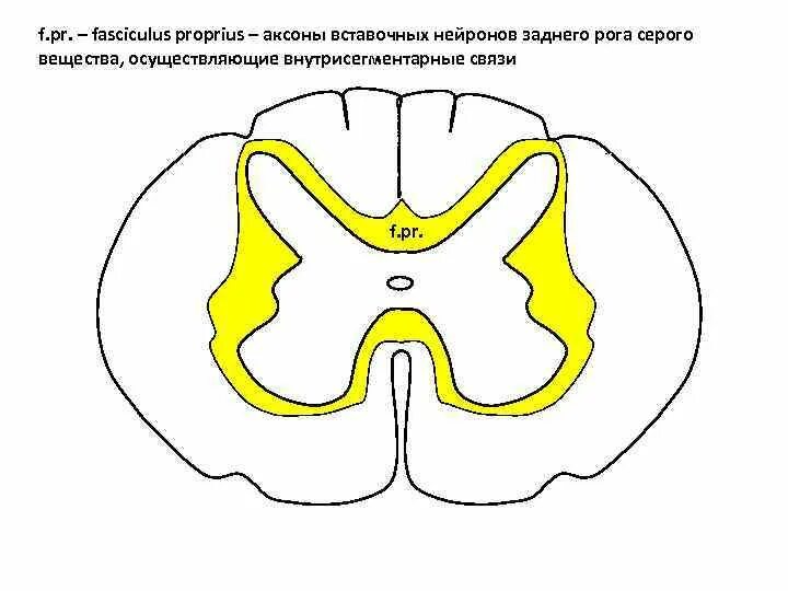 Задние рога серого вещества. Передний канатик белого вещества спинного мозга. Структуры серого и белого вещества спинного мозга. Структуры на поперечном срезе спинного мозга. Задние рога.
