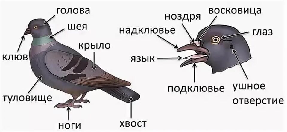 Особенности внешнего строения головы птицы