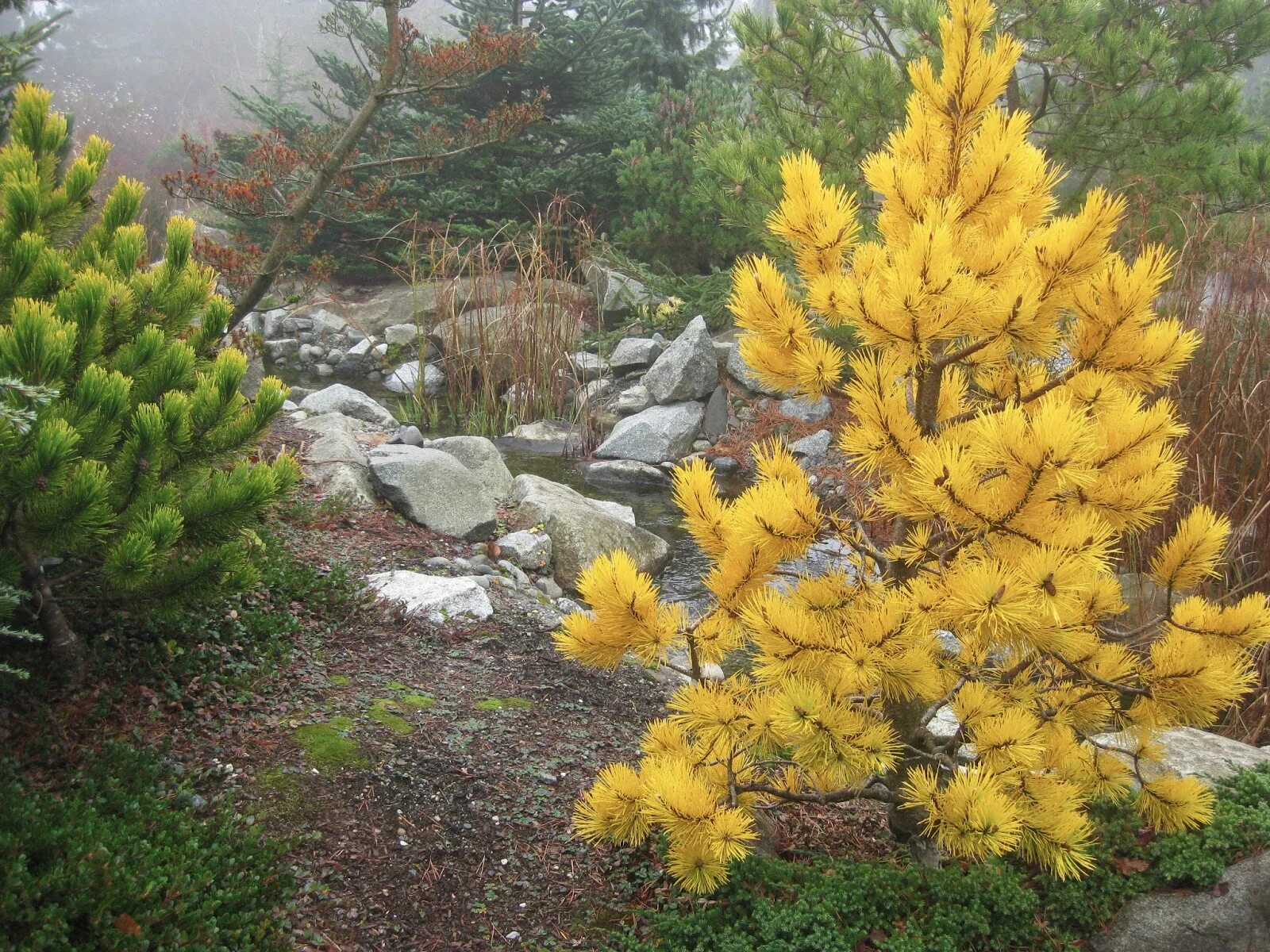 Желтые хвойные. Pinus contorta Chief Joseph. Сосна скрученная Pinus contorta 'Chief Joseph. Сосна желтая Pinus Ponderosa. Сосна обыкновенная Ауреа.