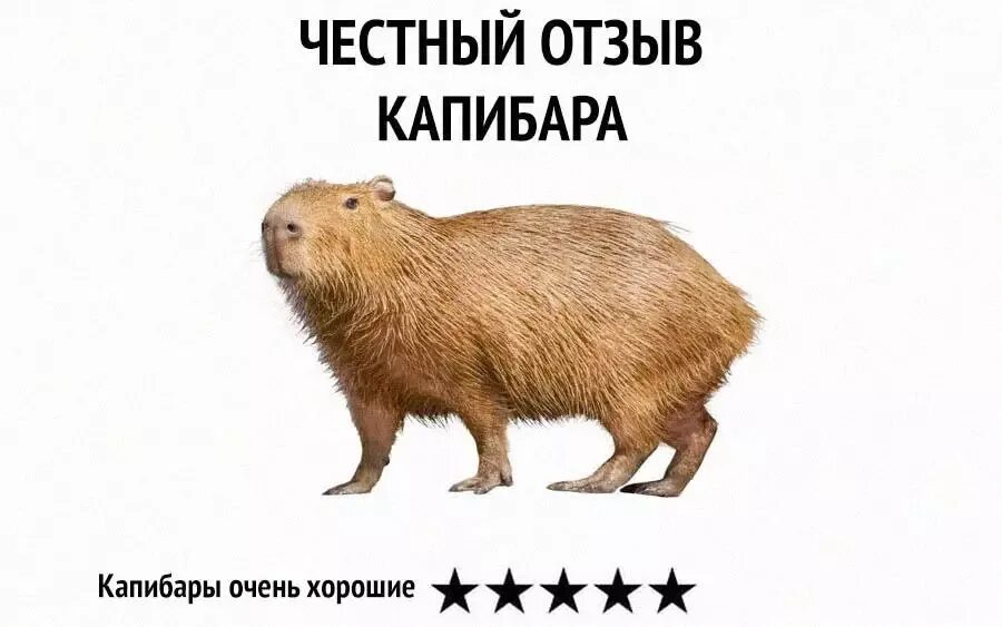 Капибара символ. Капибара. капибара мем. vtv капипара. спасибо за внимание капибара.