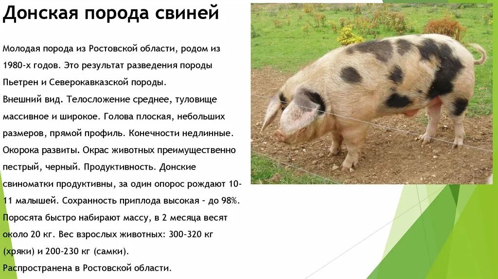 Пьетрен порода поросят. Пьетрен порода поросят. Порода свиней пьетрен макстер. Порода поросят ландрас и пьетрен. Порода поросят пьетрен описание.