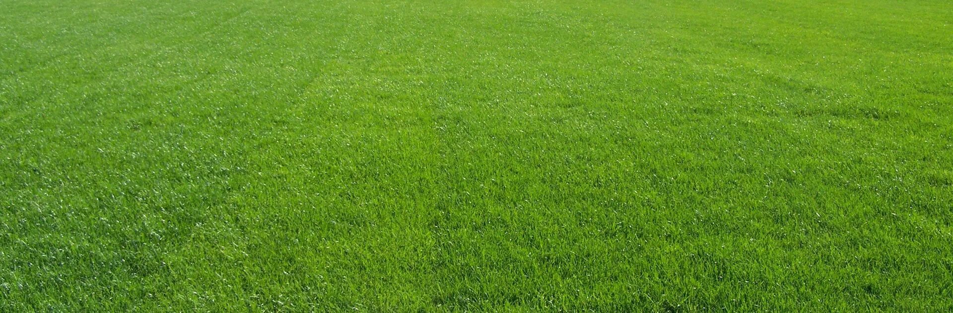 Grass k