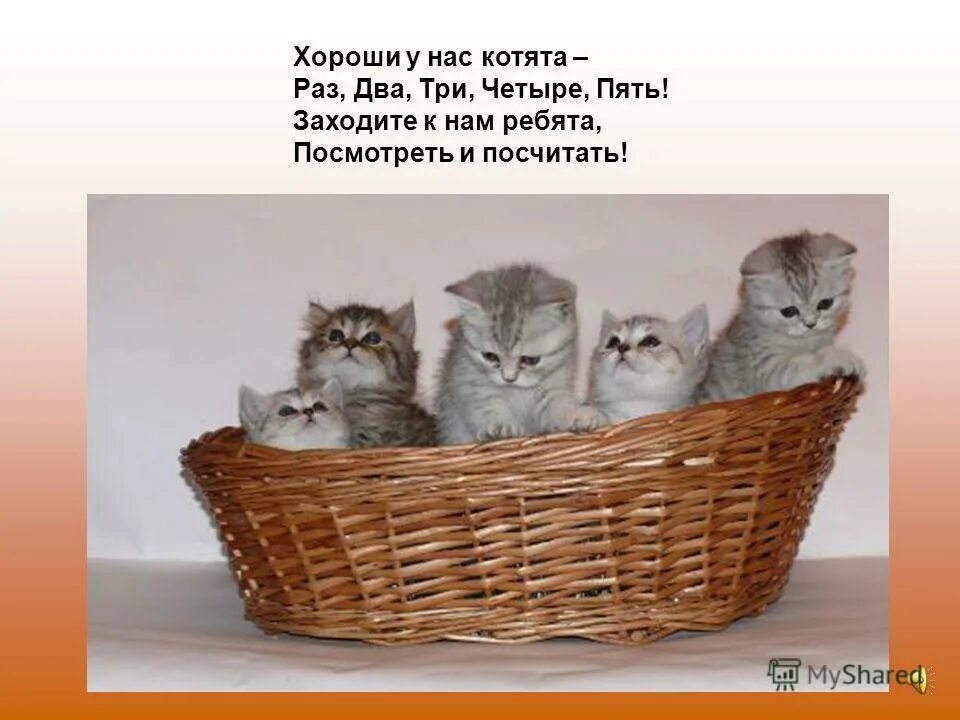 Я хочу четыре пять. Родились у нас котята стихотворение. Котята михалков стих. Считалка для детей 1 класса. Я хочу четыре пять.