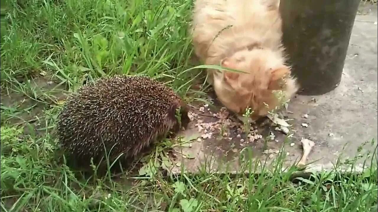 Песня ешь ежик. Кот против ёжика. кошка против ежа. котэ тв ежик. барсук против ежа.